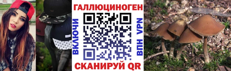 блэк спрут как зайти Шарья Псилоцибиновые грибы Psilocybe как найти наркотики
